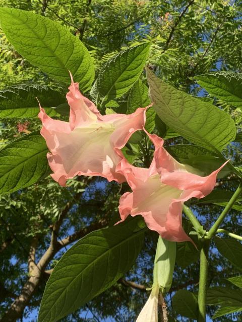 Angel Trumpets
