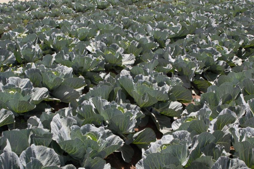 Cabbage filed