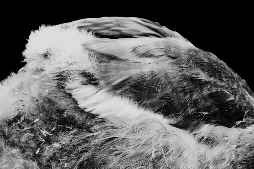 A Young Cygnets Wing