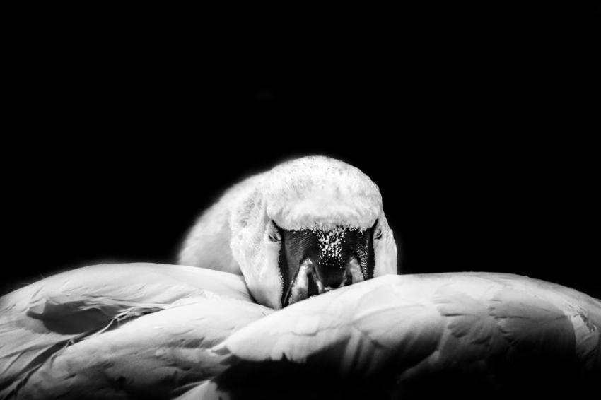 Mute Swan Sleeping