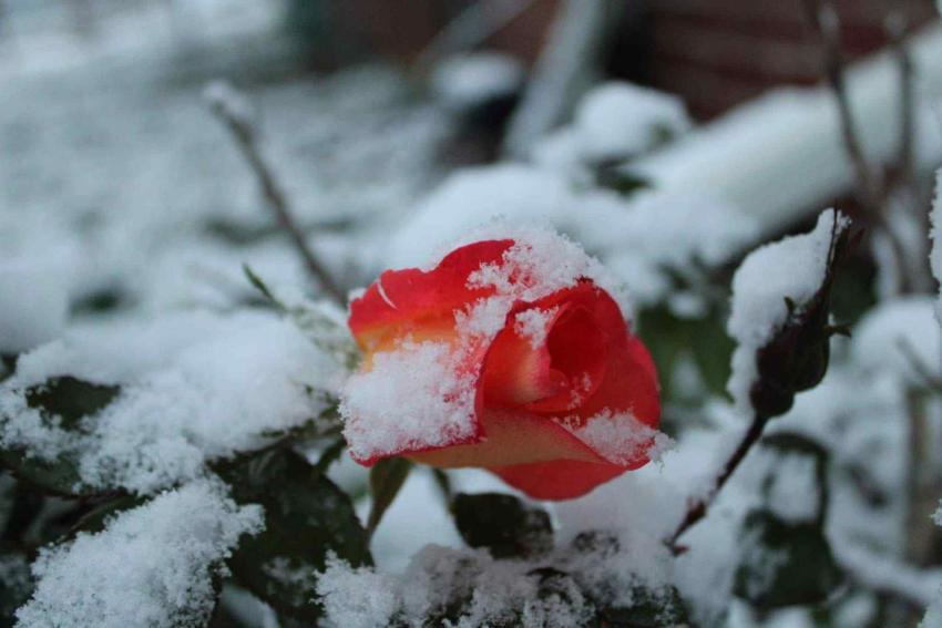Frozen rose
