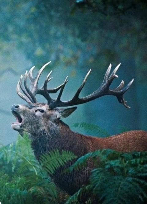 Wildlife