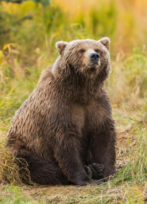 Grizzly bear
