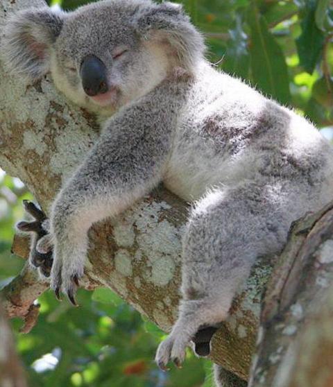 Koala
