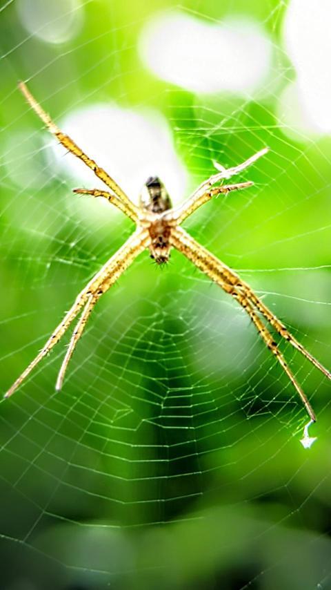 Spiders and their silk webs